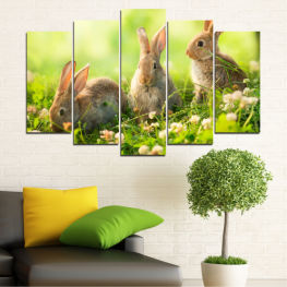 Animal, Nature, Wildlife, Sun, Wild, Rabbit, Brown, Cute, Gray, Adorable, Domestic, Hare, Fluffy, Furry, Rodent, Wood rabbit, Bunny, Easter, Ears, Mammal