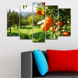 Nature, Tree, Garden, Freshness, Leaf, Leaves, Fresh, Fruits, Food, Orange, Fruit, Diet, Healthy, Vitamin, Organic, Edible fruit, Juicy, Ripe, Citrus, Tangerine, Bitter orange, Mandarin