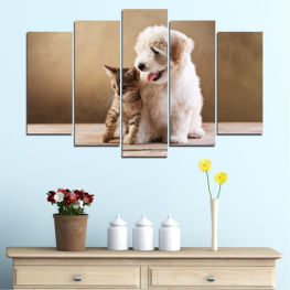 Животни, Куче, Портрет, Котка, Кучешки, Сладък, Кученце, Ретривър, Родословие, Приятел, Териер, Порода, Чистокръвен, Сдържаност, Кученце, Каишка, Очарователен, Домашни, Студио, Устройство