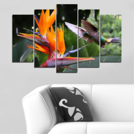 Цветя, Природа, Пролет, Цвете, Птици, Градина, Лято, Флора, Слънчоглед, Листо, Растение, Цвят, Колибри, Жълт, Ярък, Разцвет, Дървесни растения, Листенца, Цветен, Венчелистче, Съдово растение