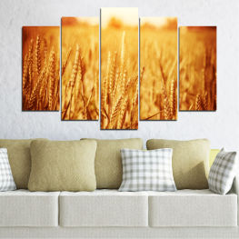 Sun, Summer, Autumn, Wheatear, Field, Yellow, Golden, Gold, Farm, Wheat, Grow, Bread, Seed, Crop, Straw, Grain, Farming, Cereal, Agriculture, Ripe, Harvest, Rural