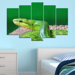 Ζώο, Άγρια ​​ζωή, Νερό, Δέντρο, Των ζώων, Τροπικός, Άγριος, Φίδι, Βάτραχος, Έρπων, Πανίδα, Κλείσε, Κίνδυνος, Επικίνδυνος, Πράσινο φίδι, Κλίμακα, Ολίσθημα, Φίδι, Σέρνεται, Ζυγός