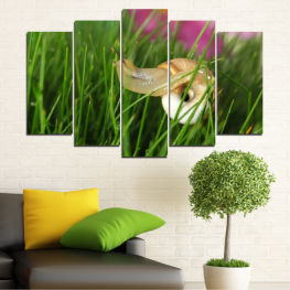 Animal, Garden, Flora, Leaf, Grass, Plant, Wild, Snail, Shell, Closeup, Brown, Close, Gastropod, Mollusk, Invertebrate, Slug, Slow, Slimy, Slime, Pest, Antenna