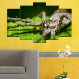 Животни, Природа, Дивата природа, Животни, Листо, Трева, Растение, Див, Бръмбар, Паяк, Заобикаляща среда, Фауна, Насекомо, Близо, Безгръбначно, Членестоноги, Дългоносица, Дългорог бръмбар, Насекоми