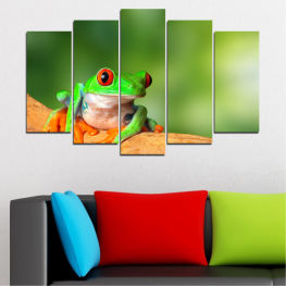 Абстракция, Животни, Дивата природа, Дърво, Животни, Жаба, Влечуго, Фауна, Надвесете се, Земноводни, Очна жаба, Луда жаба, Листна жаба с очи, Изпъкнал, Жаби, Виж, Дървесна жаба с очи, С очи, Земноводно, Дървесна жаба