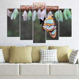 Животни, Природа, Дивата природа, Вода, Цвете, Лято, Пеперуда, Светлина, Цветен, Цвят, Крила, Див, Насекомо, Безгръбначно, Членестоноги, Бариера, Монарх, Какавида, Ограда от колове, Ограда