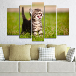 Animal, Meadow, Portrait, Cat, Eyes, Face, Cute, Young mammal, Looking, Tabby, Baby, Curious, Whiskers, Kitty, Kitten, Domestic, Furry, Feline, Mammal