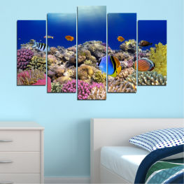 Sea, Water, Sunlight, Exotic, Ocean, Coral, Fish, Tropical, Scuba, Dive, Saltwater, Natural elevation, Ridge, Coral reef, Anemone fish, Reef, Aquatic, Diving, Marine, Underwater