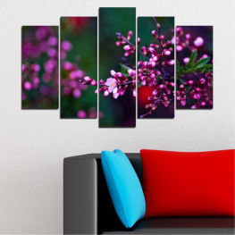 Flowers, Spring, Flower, Tree, Garden, Leaf, Fresh, Plant, Blossom, Bloom, Pink, Woody plant, Blooming, Floral, Branch, Petal, Botany, Vascular plant, Shrub, Heath, Western redbud