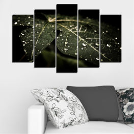Nature, Water, Rain, Light, Drops, Leaf, Plant, Color, Black, Bright, Environment, Pattern, Insect, Close, Invertebrate, Arthropod, Drop, Lacewing, Sundial