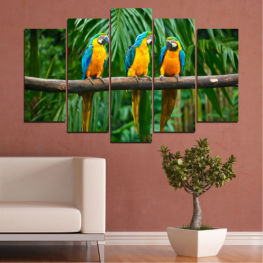 Animal, Wildlife, Forest, Birds, Tree, Animals, Exotic, Natural, Colorful, Tropical, Feather, Parrot, Yellow, Wild, Vivid, Bird, Fauna, Feathers, Beak, Macaw, Wing, Avian, Parakeet