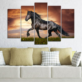 Animal, Horse, Meadow, Grass, Portrait, Field, Wild, Farm, Pasture, Thoroughbred, Ranch, Horses, Mammal, Vaulting horse, Stallion, Equine, Equestrian, Mare, Mane, Domestic, Running