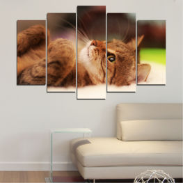 Животни, Портрет, Котка, Очи, Сладък, Мека, Домашни любимци, Мустаци, Коте, Коте, Нос, Очарователен, Домашни, Космат, Зайче, Котешки, Бозайник