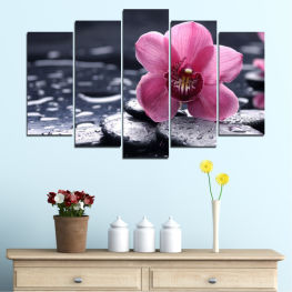 Flowers, Feng shui, Orchid, Spring, Flower, Garden, Exotic, Flora, Natural, Zen, Stones, Spa, Drops, Plant, Blossom, Bloom, Closeup, Pink, Petals, Blooming, Floral, Pebble, Petal, Botany, Close