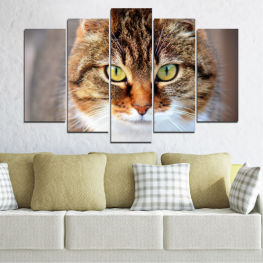 Животни, Животни, Портрет, Котка, Очи, Сладък, Домашни любимци, Домашно животно, Домашна котка, Тигрова котка, Гледам, Таби, Любопитен, Мустаци, Коте, Коте, Домашни, Космат, Котешки