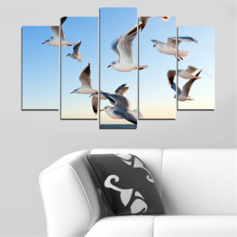 Wildlife, Water, Birds, Ocean, Sky, Feather, Wings, Seagull, Bird, Freedom, Goose, Aquatic bird, Flying, Flight, Gull, Seabird, Pelican, Coastal diving bird