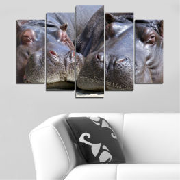 Animal, Wildlife, Animals, Portrait, Wild, Pink, Hippo, Farm, Cute, Livestock, Piggy, Pork, Swine, Piglet, Hippopotamus, Domestic, Agriculture, Ungulate, Mammal