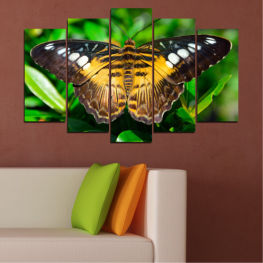 Animal, Nature, Spring, Flower, Garden, Summer, Butterfly, Colorful, Plant, Wings, Orange, Herb, Vascular plant, Insect, Wing, Antenna, Flying, Common unicorn plant, Monarch, Nectar