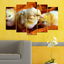 Животни, Птици, Живот, Пера, Жълт, Пиле, Птица, Забавен, Ферма, Сладък, Клюн, Великден, Пухкав, Бебе, Добитък, Мацка, Малко, Домашни птици, Гнездене