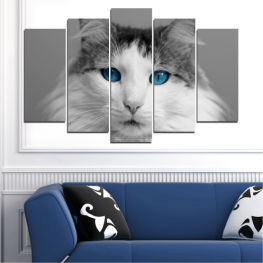 Ζώο, Πορτρέτο, Γάτα, Μάτια, Πρόσωπο, Χαριτωμένος, Κατοικίδια, Κοιτάζοντας, Περίεργος, Φαβορίτα, Γατούλα, Γατάκι, Λατρευτός, Οικιακός, Γούνινος, Αιλουροειδής, Θηλαστικό ζώο