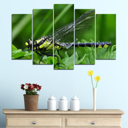 Животни, Природа, Дивата природа, Пролет, Градина, Лято, Листо, Трева, Растение, Водно конче, Крила, Див, Детайл, Насекомо, Близо, Крило, Безгръбначно, Членестоноги, Водно конче, Дамски