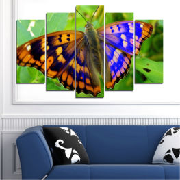 Animal, Nature, Spring, Flower, Garden, Butterfly, Colorful, Plant, Flame, Wings, Orange, Pretty, Herb, Vascular plant, Insect, Wing, Shrub, Flying, Monarch, Nectar, Butterfly bush