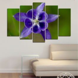Flowers, Nature, Spring, Flower, Garden, Summer, Flora, Plant, Purple, Blossom, Bloom, Herb, Pink, Season, Floral, Petal, Botany, Vascular plant, Botanical, Angiosperm, Gentian