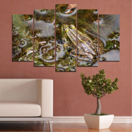 Wildlife, Water, Fresh, Fish, Food, Eyes, Yellow, Frog, Environment, Closeup, Reptile, Brown, Close, Seafood, Amphibian, Meal, Meat, Bullfrog