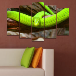 Дивата природа, Дърво, Тропически, Див, Змия, Влечуго, Отрова, Отровни, Мамба, Черна мамба, Зелена мамба, Везни, Змия, Плъзгам се, Мащаб, Зелена змия, Опасно, Опасност, Близо