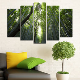 Landscape, Nature, Spring, Forest, Tree, Trees, Summer, Natural, Bamboo, Wood, Sunny, Freshness, Leaf, Plant, Park, Environment, Woods, Outdoor, Foliage, Scenery