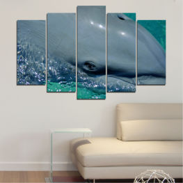 Animal, Water, Ocean, Dolphin, Wave, Fish, Splash, Swim, Swimming, Eared seal, Seal, Sea lion, Aquatic mammal, Sea cow, Shark, Great white shark, Aquatic, Marine, Mammal