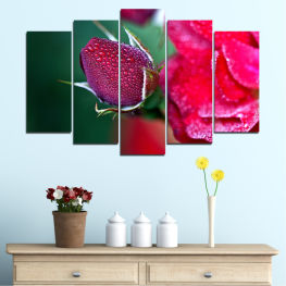 Flowers, Rose, Freshness, Drops, Fresh, Strawberries, Food, Fruit, Diet, Tasty, Dessert, Strawberry, Healthy, Woody plant, Berry, Sweet, Organic, Vascular plant, Juicy, Close, Ripe, Shrub, Strawberry bush