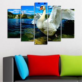 Nature, Wildlife, Water, Birds, Lake, Swan, Reflection, Feather, Wings, Wild, Bird, Pond, Waterfowl, Goose, Feathers, Beak, Aquatic bird, Wing, Flight, Pelican, Grace