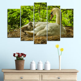 Природа, Дивата природа, Вода, Птици, Езеро, Животни, Лебед, Пера, Крила, Див, Птица, Езерце, Плуване, Водни птици, Гъска, Пера, Клюн, Водна птица, Крило, Пеликан, Законопроект