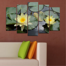 Flowers, Water, Flower, Garden, Summer, Exotic, Flora, Water lily, Plant, Blossom, Bloom, Pink, Petals, Blooming, Floral, Pond, Petal, Botany, Lily, Lotus, Aquatic