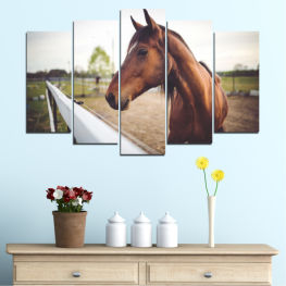 Животни, Кон, Поляна, Трева, Портрет, Поле, Кафяв, Глава, Ферма, Паша, Чистокръвен, Ранчо, Коне, Бозайник, Жребец, Конски, Конен спорт, Кобила, Грива, Жребче, Жребче