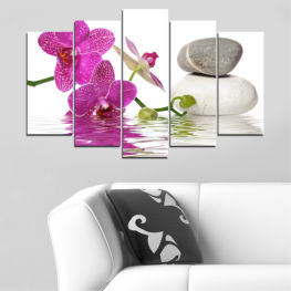 Flowers, Feng shui, Orchid, Spring, Water, Flower, Flora, Natural, Zen, Bamboo, Stones, Spa, Leaf, Plant, Purple, Blossom, Bloom, Pink, Floral, Pebble, Petal, Botany, Close, Stem