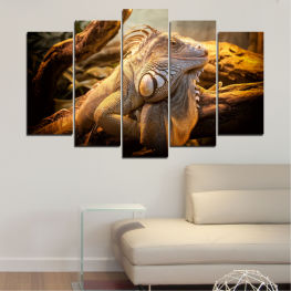 Animal, Wildlife, Tropical, Dragon, Wild, Turtle, Shell, Reptile, Guana, Vertebrate, Tortoise, Iguana, Lizard, Common iguana, Slow, Scale, Conservation, Endangered, Close