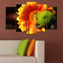 Flowers, Spring, Flower, Daisy, Garden, Summer, Flora, Collage, Sunflower, Plant, Gerbera, Color, Blossom, Orange, Yellow, Bright, Bloom, Petals, Blooming, Floral, Petal, Botany, Close