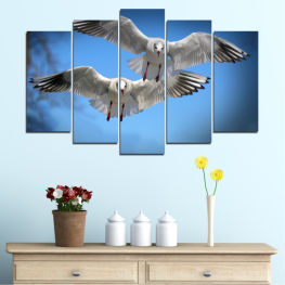 Animal, Wildlife, Birds, Sky, Feather, Wings, Parrot, Wild, Seagull, Bird, Freedom, Free, Beak, Wing, Flying, Cockatoo, Flight, Gull, Kite