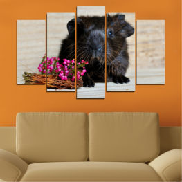 Animal, Animals, Portrait, Hair, Black, Hamster, Brown, Funny, Cute, Little, Pets, Whiskers, Nose, Guinea pig, Adorable, Domestic, Furry, Rodent, Mammal, Close