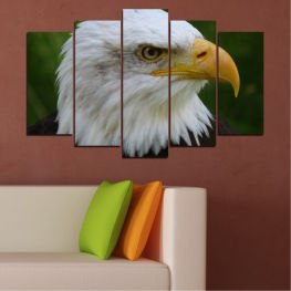 Animal, Wildlife, Birds, Portrait, Symbol, Eagle, Feather, Wings, Yellow, Wild, Bird, Head, Feathers, Beak, Wing, Predator, Hunter, Bald eagle, Bald, Prey