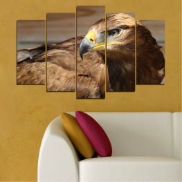 Animal, Wildlife, Birds, Portrait, Eagle, Feather, Wings, Wild, Bird, Head, Feathers, Beak, Wing, Predator, Hunter, Kite, Bald eagle, Bald, Prey, Hawk