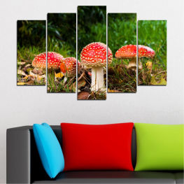 Nature, Forest, Garden, Summer, Natural, Autumn, Leaf, Grass, Plant, Food, Mushrooms, Vegetable, Season, Organism, Grow, Stem, Mushroom, Fungus, Edible, Fungi