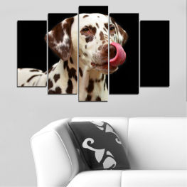 Animal, Dog, Portrait, Dalmatian, Canine, Brown, Cute, Dogs, Pedigreed, Pets, Domestic animal, Doggy, Friend, Breed, Purebred, Puppy, Adorable, Domestic, Studio, Mammal