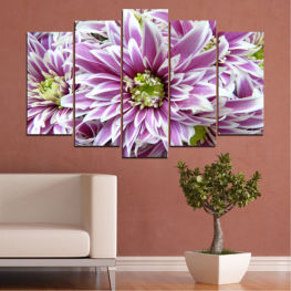 Flowers, Spring, Flower, Daisy, Garden, Bouquet, Summer, Flora, Plant, Purple, Blossom, Bloom, Pink, Petals, Floral, Petal, Botany, Vascular plant, Botanical, Close