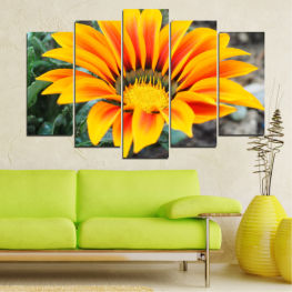 Flowers, Spring, Flower, Daisy, Garden, Summer, Flora, Color accent, Sunflower, Plant, Gerbera, Blossom, Orange, Yellow, Bright, Bloom, Petals, Floral, Petal, Botany, Close