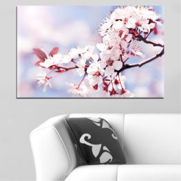 Flowers, Spring, Flower, Tree, Garden, Flora, Fresh, Plant, Japan, Color, Blossom, Bloom, Springtime, Pink, Season, Blooming, Aroma, Floral, Apple, Branch, Seasonal, Petal, Botany, Cherry, Growth