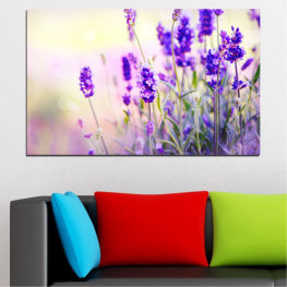 Flowers, Landscape, Nature, Flower, Garden, Summer, Lavender, Natural, Fresh, Plant, Purple, Color, Field, Violet, Bloom, Plants, Herb, Woody plant, Aroma, Floral, Vascular plant, Perfume, Botanical, Shrub, Sage, Herbal