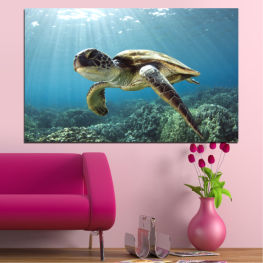 Sea, Landscape, Wildlife, Water, Ocean, Coral, Fish, Tropical, Wild, Turtle, Shell, Reptile, Swim, Swimming, Loggerhead, Sea turtle, Underwater, Marine, Diving, Aquatic, Reef